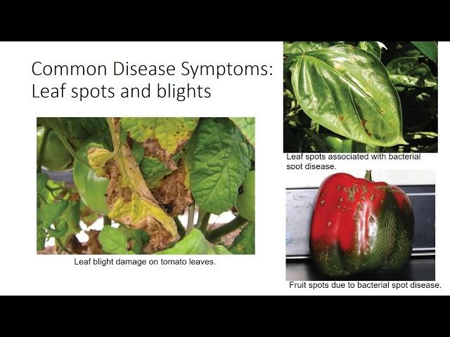 Introduction to Plant Pathogens