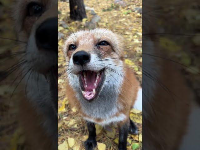 Ли Сяо / Alice the Fox Лиса Алиса (Куда идем на этот раз!?)