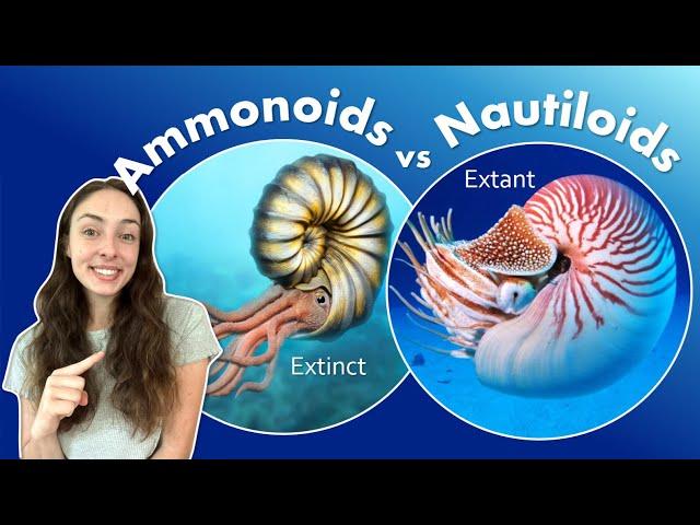 Why Ammonoids Went Extinct at the End Cretaceous While Nautiloids Survived? GEO GIRL