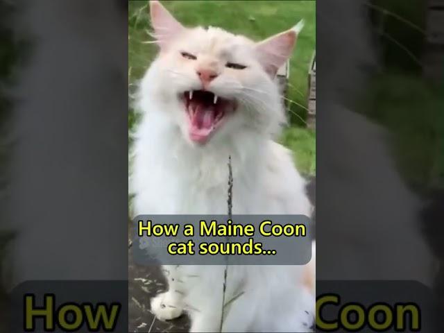 Are Maine Coon meows different to ordinary cat meows?