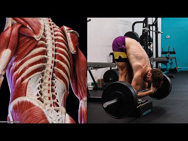 The TRUTH about Spinal Flexion (Back Rounding)