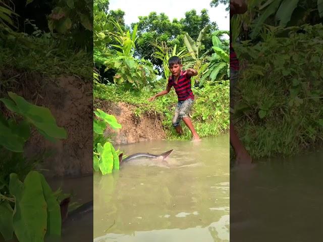 Ato boro MAs amazing video #fishing #fish #fishinglife #fishingtips #fishingvideo #shorts