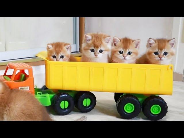 Kittens have fun Riding in a Car  Test Drive from kittens