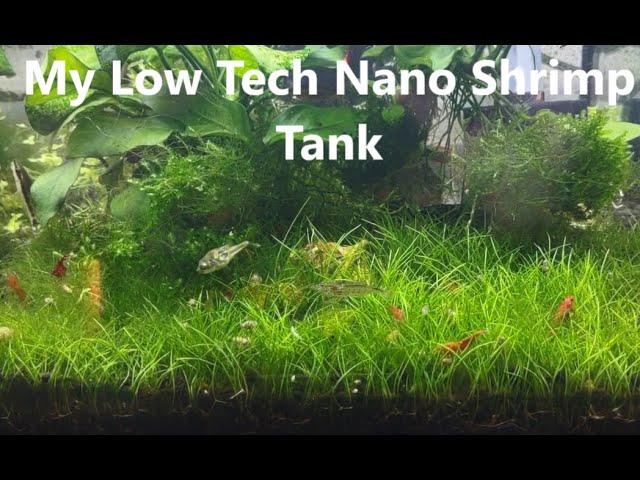 Low Tech Nano Shrimp Tank