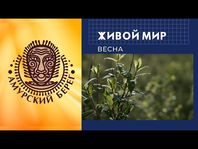 Живой мир. Амурский Берег. Весна