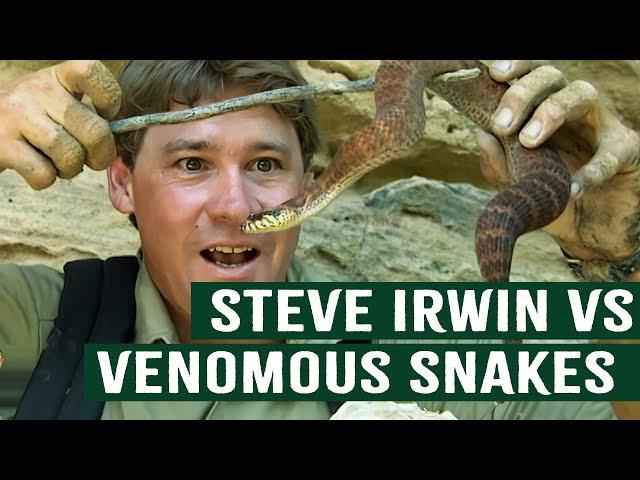 Steve Irwin's Close Encounters With Deadly Snakes