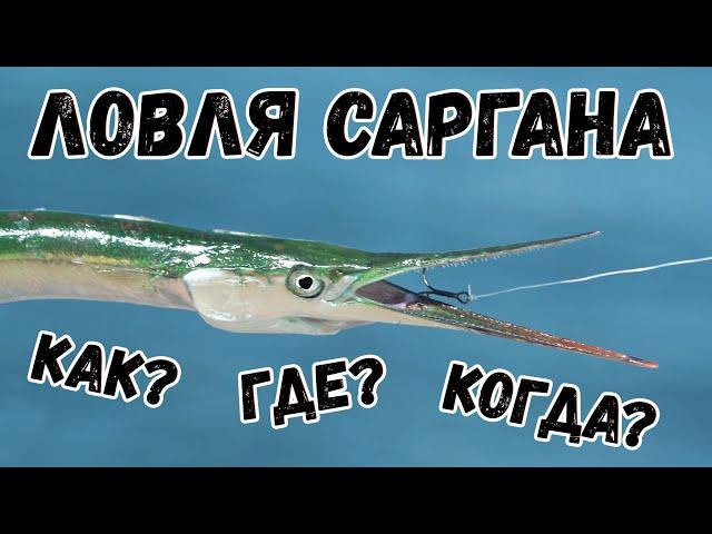 КАК ЛОВИТЬ САРГАНА. Топ 3 проводки ПИЛЬКЕРА. Время и место.  Рыбалка на море!