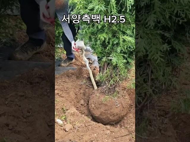  향기좋은 조경수, 서양측백 H2.5 강력추천합니다! 