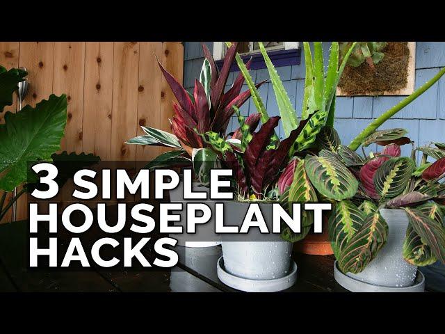 3 Simple Houseplant Care Tips to Keep Your Plants Healthy
