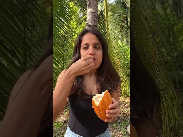 Trying Chocolate Fruit  | Eating Raw Cocoa Fruit | So Saute #shorts