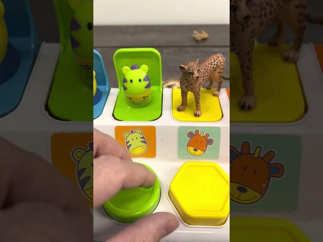 Cheetah Toys on a Pop Up
