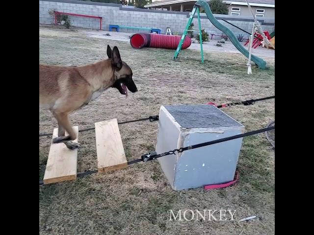 Best Parkour Monkey the Dog