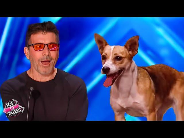 Unforgettable Dog Acts on BGT! 