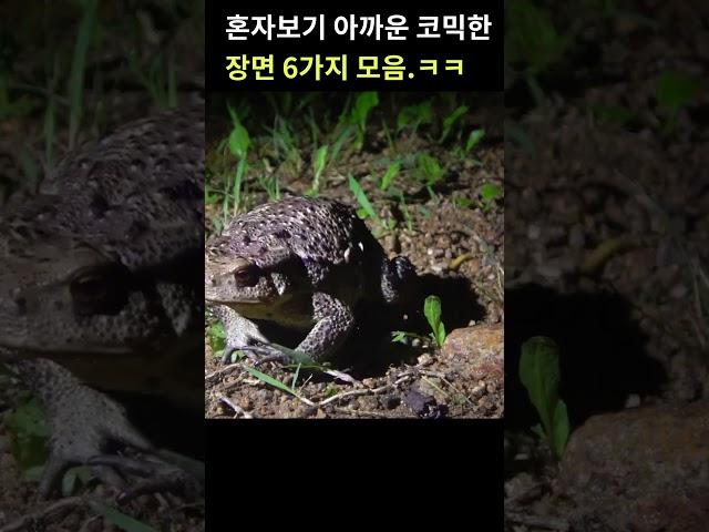 양서류 웃긴장면 모음.^^