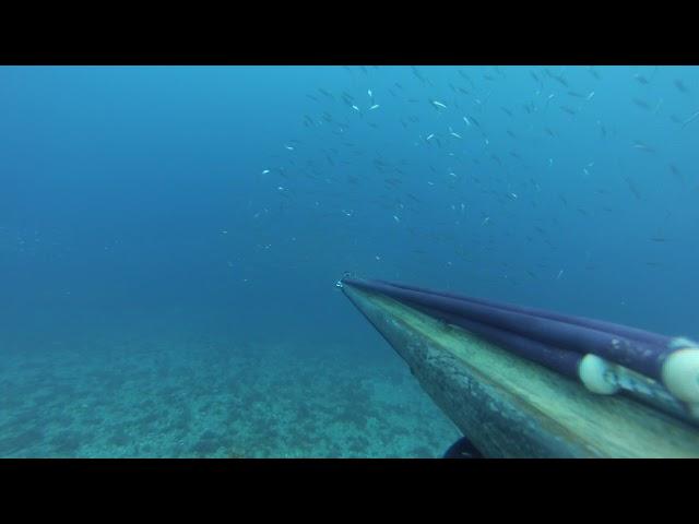 Carangidae  of the Strait during the storm-Spearfishing-Messina-05-11-2019-Chapter 1