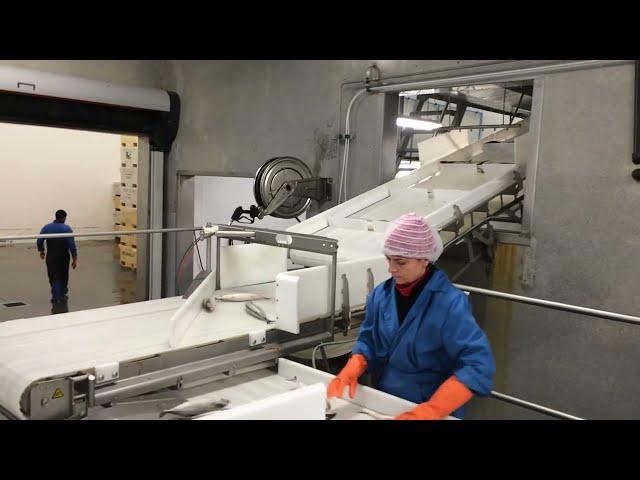 Frozen Atlantic Mackerel(Scomber Scombrus) Processing From Norway Hansson Fishing AS Grade A