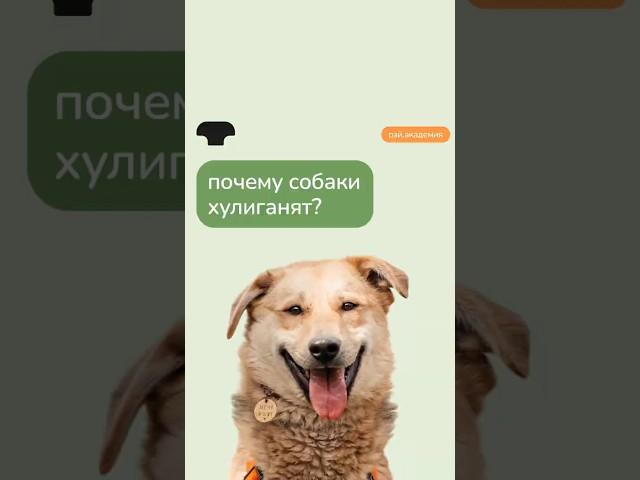 Собака хулиганит? 