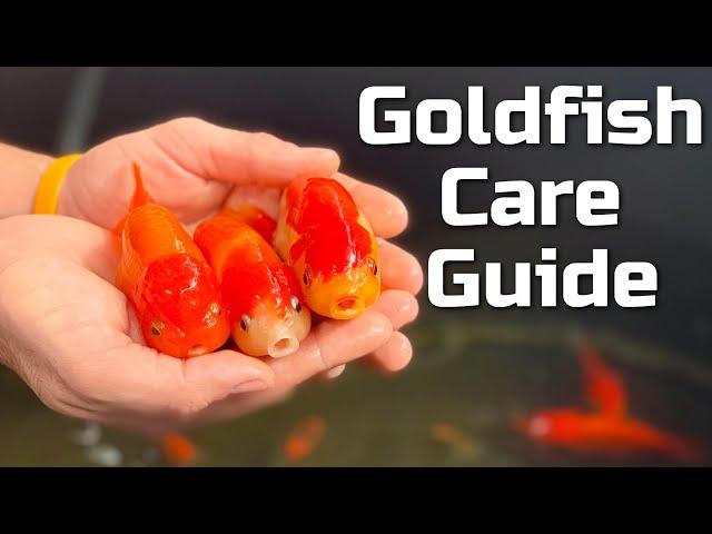 Beginner Goldfish Care Guide