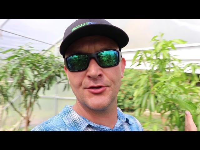 Best Organic Fertilizer!  Our 3 Part Recipe for Fruit Trees