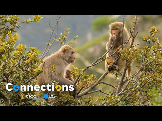 An exploration of Tibet’s animal kingdom I Connections