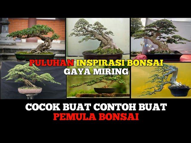 kumpulan INSPIRASI BONSAI GAYA MIRING 2022,#bonsai #kontesbonsai