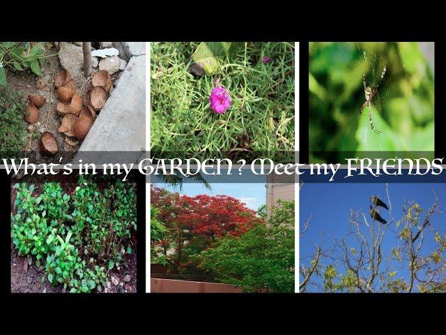 What's in my GARDEN? | பூக்கள், விலங்குகள், செடிகள், மரங்கள், பறவைகள், இயற்கை மற்றும் பேரானந்தம்