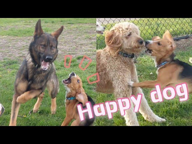 Happy Dogs Play At Dog Park Compilation | Funny Video