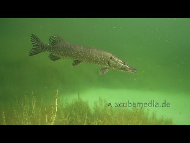 Esox Lucius - Der Hecht