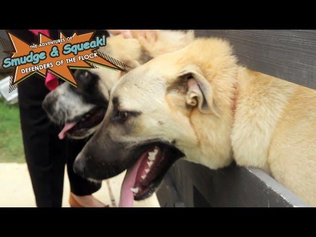 The Hostesses With the Mostest | Smudge & Squeak: Working Puppies Ep. 19