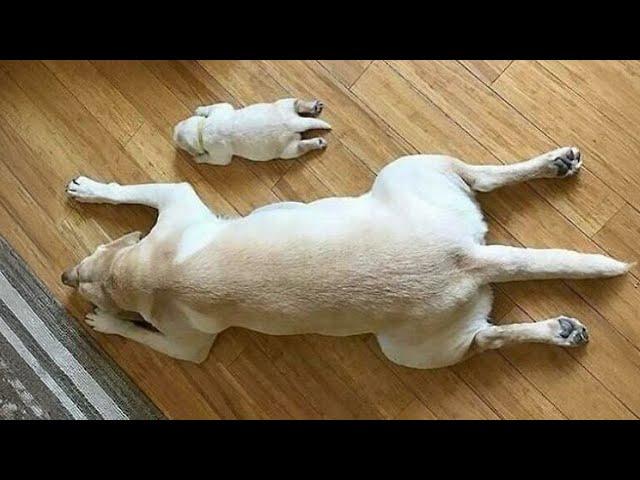 The Funniest Labradors Dog of 2024  Funniest DOGS videos