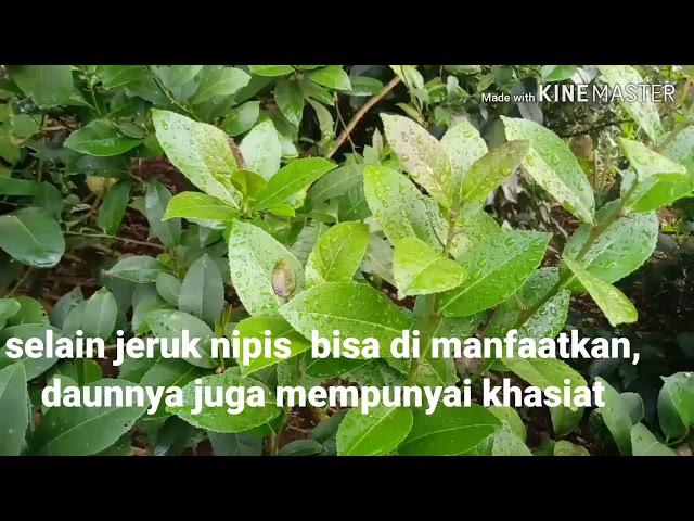 Khasiat rebusan Daun JERUK NIPIS