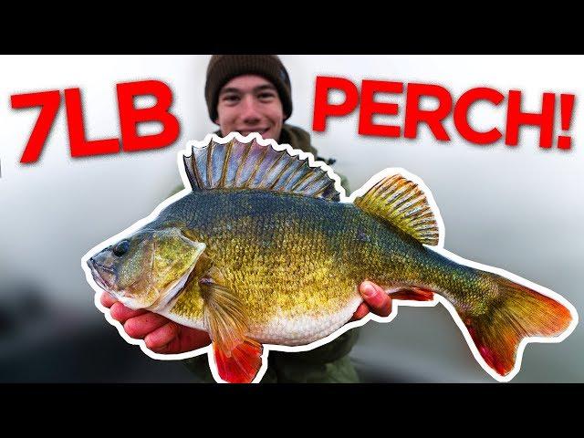 Fishing for the BIGGEST Perch in the WORLD