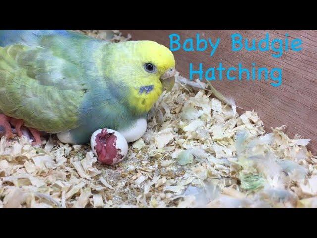 Baby Budgie Hatching