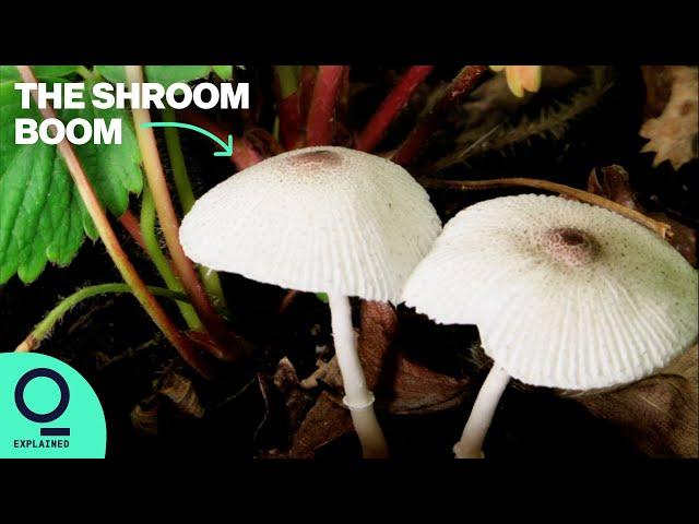 How Companies are Making Goods with Mushrooms