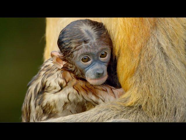 Explore Earth's Tropical Islands | BBC Earth