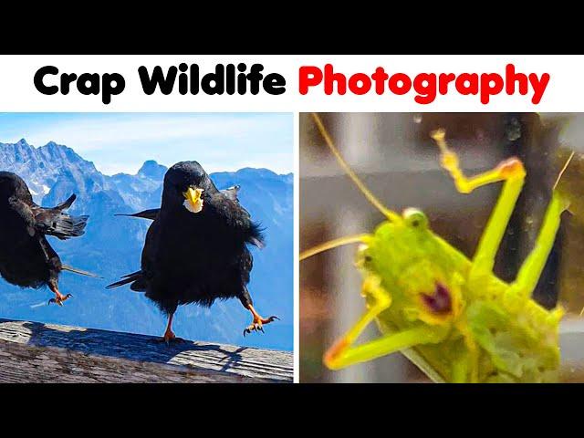 Crappy Wildlife Photos That Are So Bad They’re Good