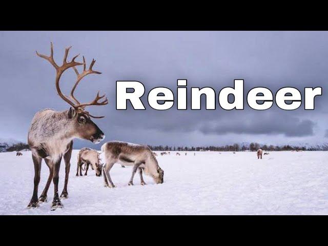 Facts to Know About Reindeer. Animals Life