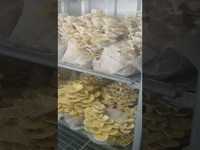 Big Golden Oyster Crop