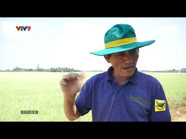 Những LƯU Ý Canh Tác LÚA NẾP Chống Đổ Ngã