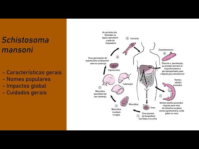 Helmintologia - Schistosoma mansoni (Esquistossomose)
