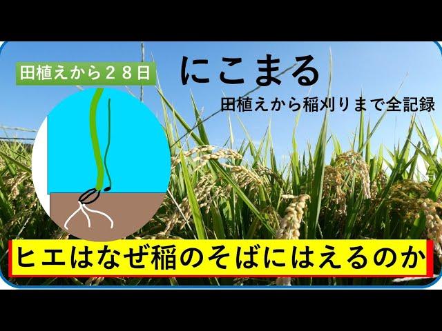 【ヒエがイネのそばに生える理由】水の浮力が関係しています