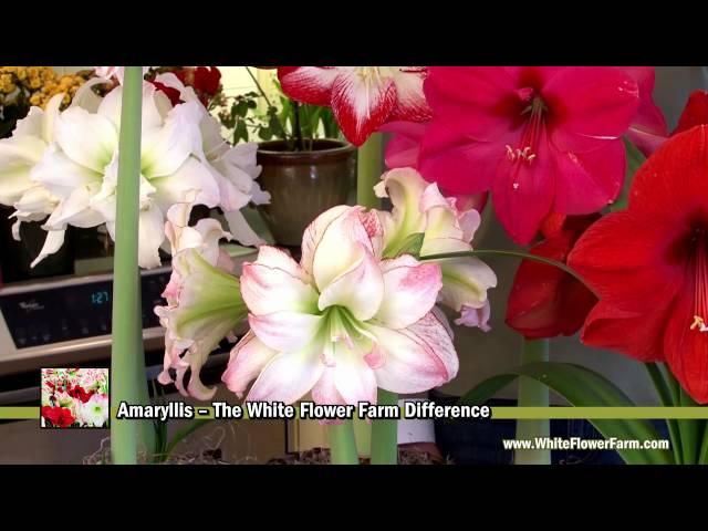 Amaryllis -- The White Flower Farm Difference