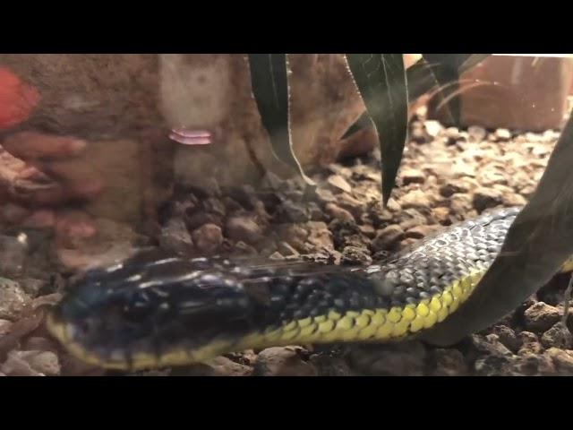 Yellow belly black snake 