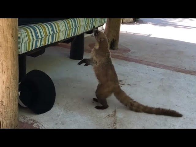 Coati steals fries from poolside vacationer