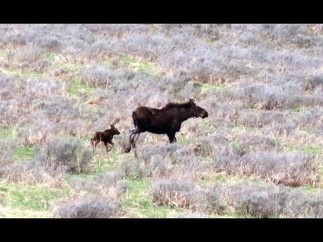 Beautiful Yellowstone Spring Hike in God's Amazing Creation