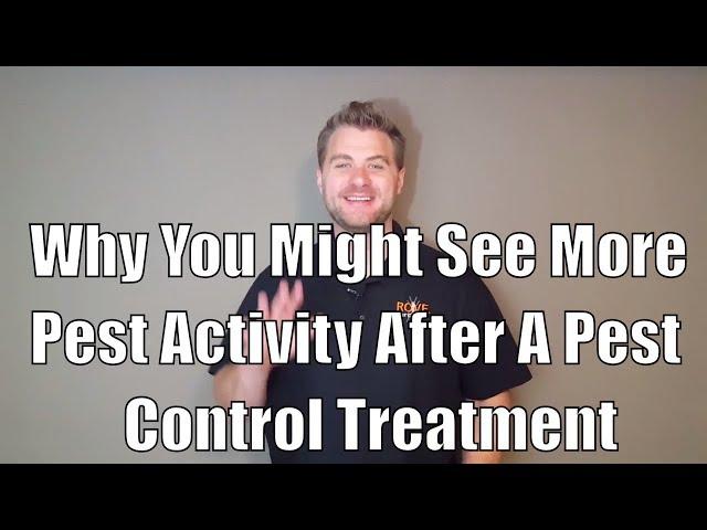 Why you might see more pest activity after a pest control treatment