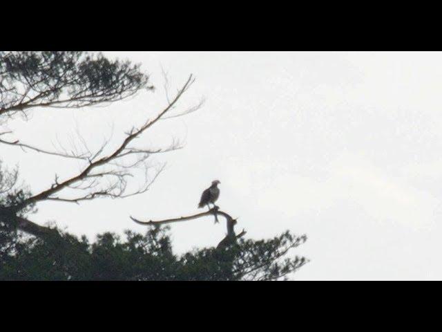 Our first feeding #FoulshawOspreys chick of 2017!