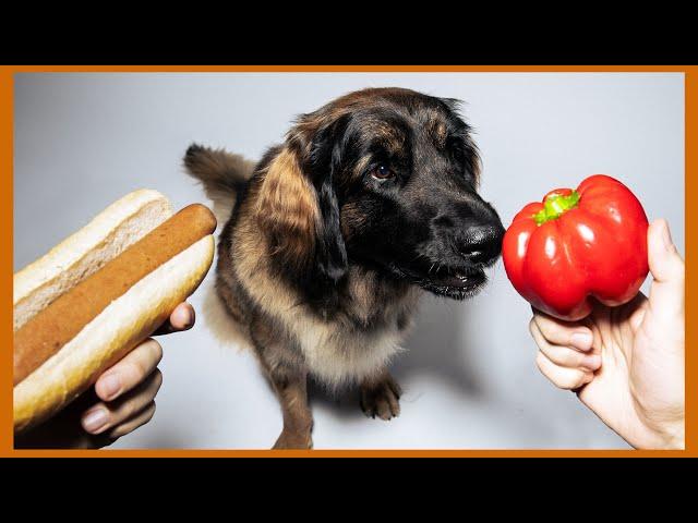 Vegane Ernährung für Hunde: das sagt die Wissenschaft