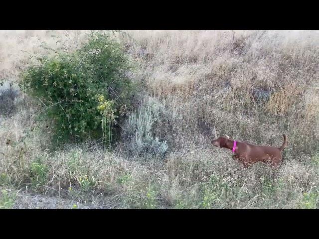 Vizsla Points Quail - Pro Bird Dog