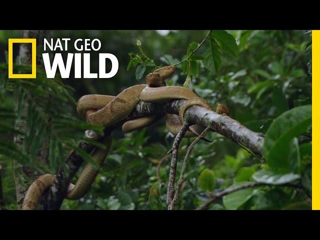 Welcome to Snake Island | Brazil